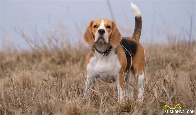 森林之铃—米格鲁猎兔犬