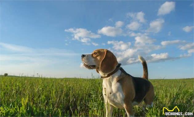 森林之铃—米格鲁猎兔犬