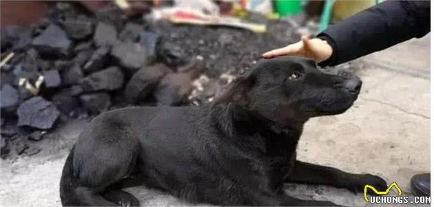 狗贩子为什么喜欢收购十年以上的老年狗?你不知道的三点秘密