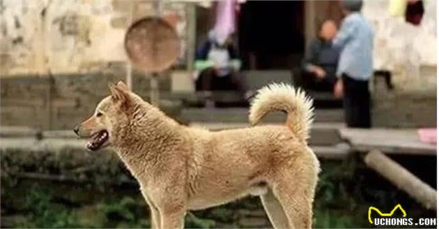狗贩子为什么喜欢收购十年以上的老年狗?你不知道的三点秘密