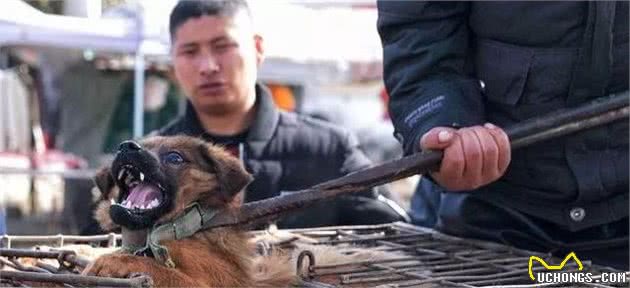 狗贩子为什么喜欢收购十年以上的老年狗?你不知道的三点秘密