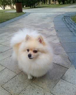我喜欢博美犬，博美犬好养吗？
