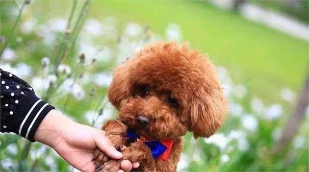 最“听话”的6种狗狗，你最想把哪只带回家？网友：我全要行吗