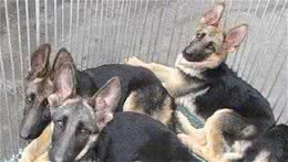 初次买回家的德国牧羊犬要怎样饲养？