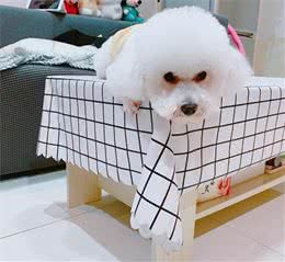 狗狗常常啃爪子？铲屎官们注意了，原因在这