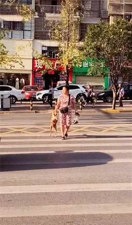 大姐用特别方式牵狗过马路，吸引众人眼光，一时没忍住瞬间笑喷