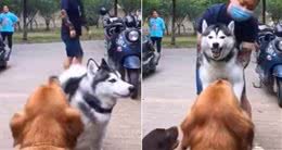 二哈狠脸呛声金毛犬　爸松手它垮脸