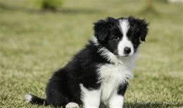 世界上最聪明的“4种”狗狗，金毛犬仅排第四，排序第一的犬谁养过
