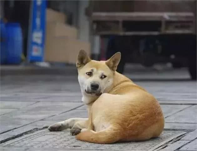 宠物狗狗寿命排行榜,你养的狗狗平均年龄是多少?
