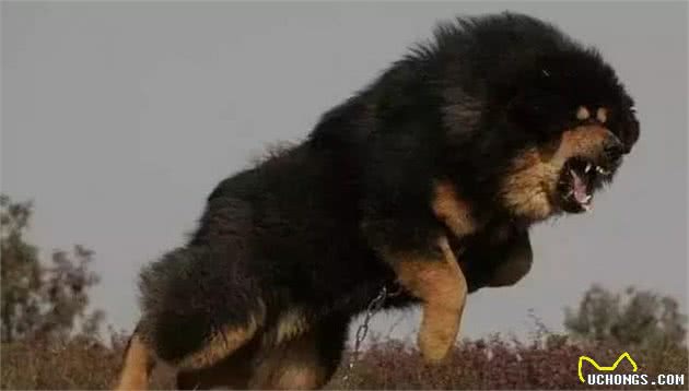 宠物狗狗寿命排行榜,你养的狗狗平均年龄是多少?