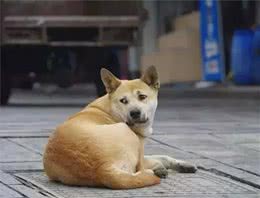 宠物狗狗寿命排行榜，你养的狗狗平均年龄是多少？