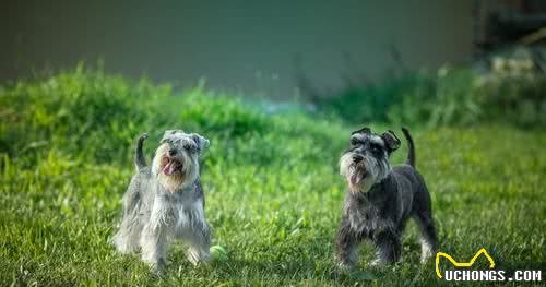 最聪明的小型犬！喜欢养小狗，就不要错过这9种狗狗