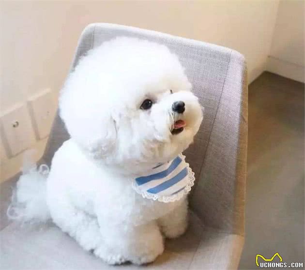最聪明的小型犬！喜欢养小狗，就不要错过这9种狗狗