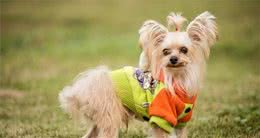 狗狗发出哀鸣声，究竟是身体不舒适还是怎样？