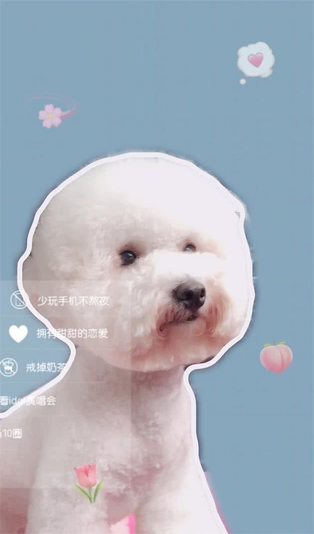 人人都应当了解的犬行为学