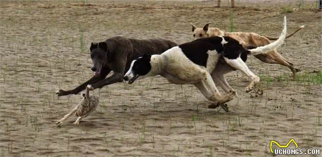 养好细犬，你不可不知道的小秘密