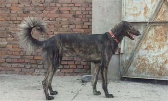 养好细犬，你不可不知道的小秘密