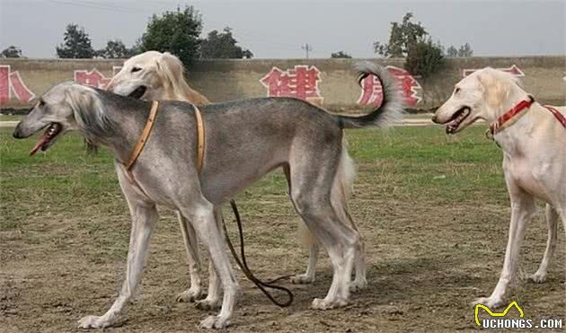 养好细犬，你不可不知道的小秘密