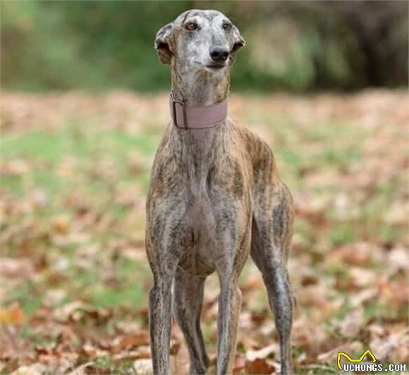 养好细犬，你不可不知道的小秘密