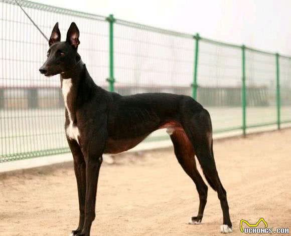养好细犬，你不可不知道的小秘密