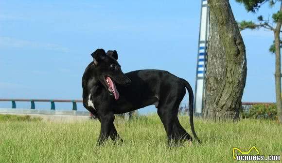 养好细犬，你不可不知道的小秘密