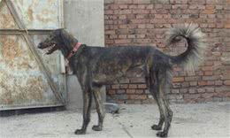 养好细犬，你不可不知道的小秘密