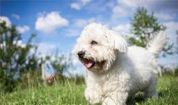 比熊犬是比较优秀的宠物犬，怎么才能买到称心的比熊犬呢？