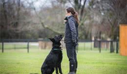 家里的狗狗怎么叫都不听，这说明狗狗没救了？它不听话的五个原因