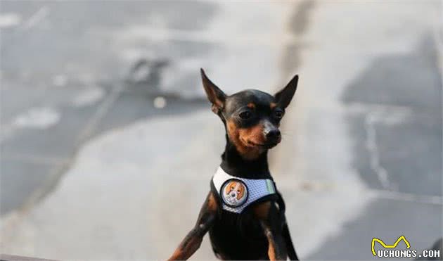 文明养犬需要拴狗绳，那你知道该怎么拴嘛？选对款式是关键