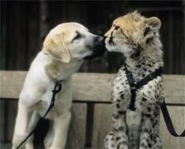 动物趣闻：犬科动物和猫科动物是死对头？国外动物园上演豹狗一家