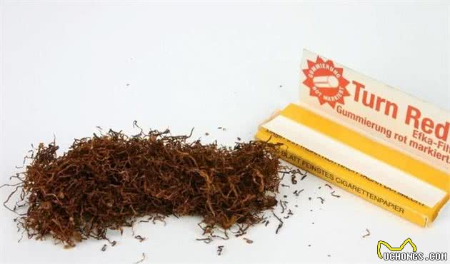 “偏方治小病”：狗狗感染上跳蚤没法就诊，收下这一波家庭小妙招