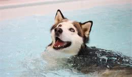 十种能够缓解犬过敏的方式，防止狗狗瘙痒，让它做回自己