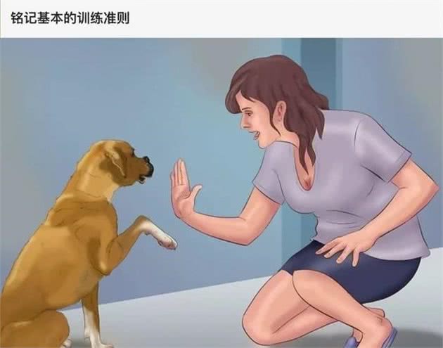 「每天训狗」-狗狗训练准则