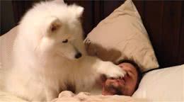 狗狗的八个超强本领，看完后真心觉得强大