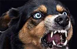 狗狗喜欢在家乱叫怎么办？教你5个办法，请收好