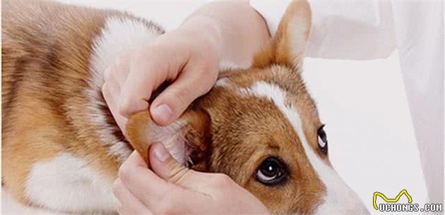 狗狗清洁不到位？那是因为你没看这四点！