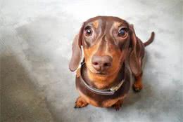 眼睛是卖萌的源头，教你五个保养狗狗眼睛的方法，让狗狗保持明亮