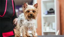 狗狗的记忆力到底有多长