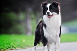 怎么养好一只高智商的边牧犬你知道吗？