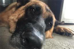 狗狗有假感冒？