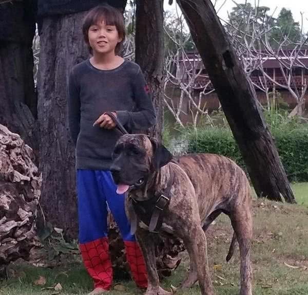 世界上最奇葩的2种军犬，一种号称江湖追杀令，一种杀狼成瘾
