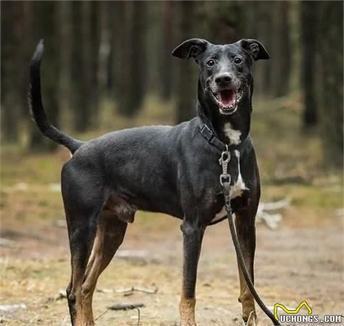 世界上最奇葩的2种军犬，一种号称江湖追杀令，一种杀狼成瘾