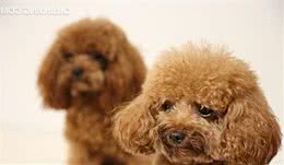 犬受伤怎么处置？