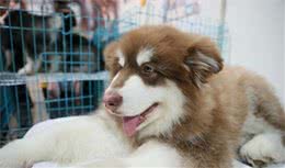 老年犬健康高兴的养生诀窍！