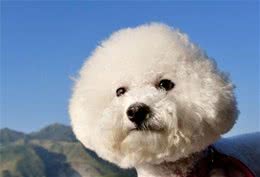 比熊犬体臭严重怎么办？教你5个办法，解决体臭味