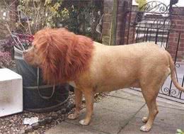 曾经它是斗兽专用犬，角斗士身边的猛犬，被称为犬界中的装甲车