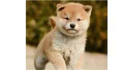 科普你究竟为什么要给宠物做体检？
