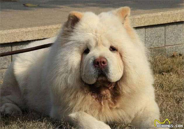“狗中大熊猫”—松狮犬有7个优点，你想养一只吗？