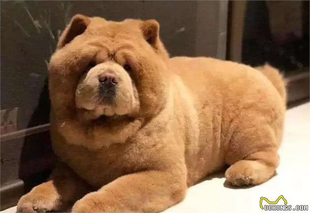 “狗中大熊猫”—松狮犬有7个优点，你想养一只吗？