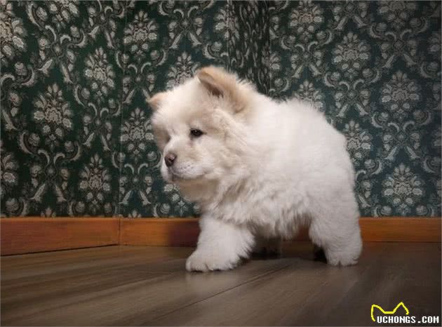 “狗中大熊猫”—松狮犬有7个优点，你想养一只吗？
